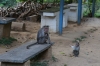 Monkey's at Hillgrove on the Nilgiri Mountain Railway; strangely they only appear for the afternoon train, not the morning one going up the hill!