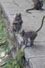 Monkey's at Hillgrove on the Nilgiri Mountain Railway; strangely they only appear for the afternoon train, not the morning one going up the hill!