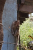 Monkey's at Hillgrove on the Nilgiri Mountain Railway; strangely they only appear for the afternoon train, not the morning one going up the hill!