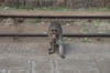 Monkey's at Hillgrove on the Nilgiri Mountain Railway; strangely they only appear for the afternoon train, not the morning one going up the hill!