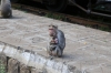 Monkey's at Hillgrove on the Nilgiri Mountain Railway; strangely they only appear for the afternoon train, not the morning one going up the hill!