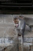 Monkey's at Hillgrove on the Nilgiri Mountain Railway; strangely they only appear for the afternoon train, not the morning one going up the hill!