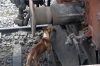 A desparate dog licks bits off the buffer beam of SPJ WDM3D 11509 while its stabled at Saharsa Jn