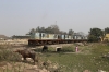 IZN YDM4's 6612, 6678, 6477, 6486 and others out of site stabled at Pilibhit Jn, all with LOT numbers on them awaiting sale and likely scrapping