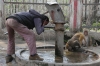 Puranpur monkeys cleverly helping themselves while mixing with the locals