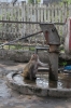 Puranpur monkeys cleverly helping themselves while mixing with the locals