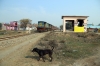 IZN YDM4 6533 waits for the road into Pilibhit, off the Tanakpur line, with 52230 0725 Tanakpur - Shahjahanpur