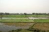 Scenery between Belakoba & Raninagar Jalpaiguri, West Bengal