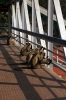 Monkeys, not quite blending in with the locals, on the footbridge at Jamalpur Jct railway station