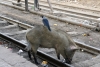 The pigs in India do have some friends, maybe this one had a "Boss" as it hoovered the tracks of Jaipur Jct's MG station