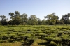 Tea plantations near Silghat, Assam