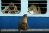 Monkey's at Kasganj Jct, Uttar Pradesh