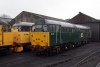 British American Railway's 31602 (L) & 31601 (R foreground) plus A1A Locos  31108 (R background) on shed at the Nene Valley Railway's Wansford Shed