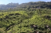 Glendale Tea Estate on the Nilgiri Mountain Railway, seen near Runneymede