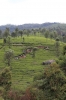 Glendale Tea Estate near Runneymede on the Nilgiri Mountain Railway