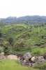 Glendale Tea Estate near Runneymede on the Nilgiri Mountain Railway