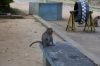 Monkey's at Hillgrove on the Nilgiri Mountain Railway; strangely they only appear for the afternoon train, not the morning one going up the hill!