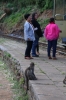 Monkey's at Hillgrove on the Nilgiri Mountain Railway; strangely they only appear for the afternoon train, not the morning one going up the hill!