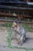 Monkey's at Hillgrove on the Nilgiri Mountain Railway; strangely they only appear for the afternoon train, not the morning one going up the hill!