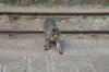 Monkey's at Hillgrove on the Nilgiri Mountain Railway; strangely they only appear for the afternoon train, not the morning one going up the hill!