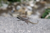 Lizard by the queue where bus tickets to Machu Picchu were being bought for the following day!