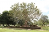 Sri Lanka - Anuradhapura Ruins