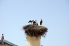 Storks on Ghardimaou station building