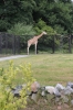 Warsaw Zoo, Poland