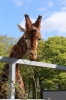Yorkshire Wildlife Park VIP Trip May 2018 - feeding Giraffe's