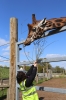 Yorkshire Wildlife Park VIP Trip May 2018 - feeding Giraffe's