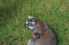 Yorkshire Wildlife Park VIP Trip May 2018 - Ring-tailed Lemurs