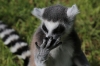 Yorkshire Wildlife Park VIP Trip May 2018 - Ring-tailed Lemurs