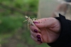 Yorkshire Wildlife Park VIP Trip May 2018 - feeding Marmosets live crickets
