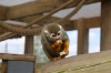 Yorkshire Wildlife Park VIP Trip May 2018 - Squirrel Monkeys