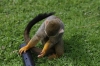 Yorkshire Wildlife Park VIP Trip May 2018 - Squirrel Monkeys