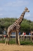 Giraffes - Yorkshire Wildlife Park