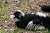 Black & White Ruffed Lemur - Yorkshire Wildlife Park