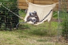 Ring-tailed Lemurs - Yorkshire Wildlife Park