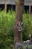 Ring-tailed Lemurs - Yorkshire Wildlife Park
