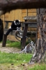 Black & White Ruffed and Ring-tailed Lemurs - Yorkshire Wildlife Park