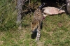 Amur Leopard - Yorkshire Wildlife Park