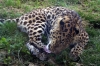 Amur Leopard - Yorkshire Wildlife Park