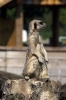 Meerkats - Yorkshire Wildlife Park