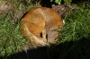 Mongoose - Yorkshire Wildlife Park