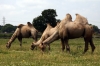 Camels - Yorkshire Wildlife Park