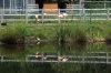 Flamingos - Yorkshire Wildlife Park