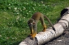 Squirrel Monkey - Yorkshire Wildlife Park