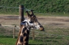 Giraffe - Yorkshire Wildlife Park