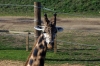 Giraffe - Yorkshire Wildlife Park