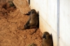 Guinea Baboons - Yorkshire Wildlife Park